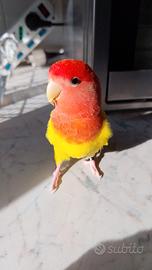 Pappagallo inseparabile