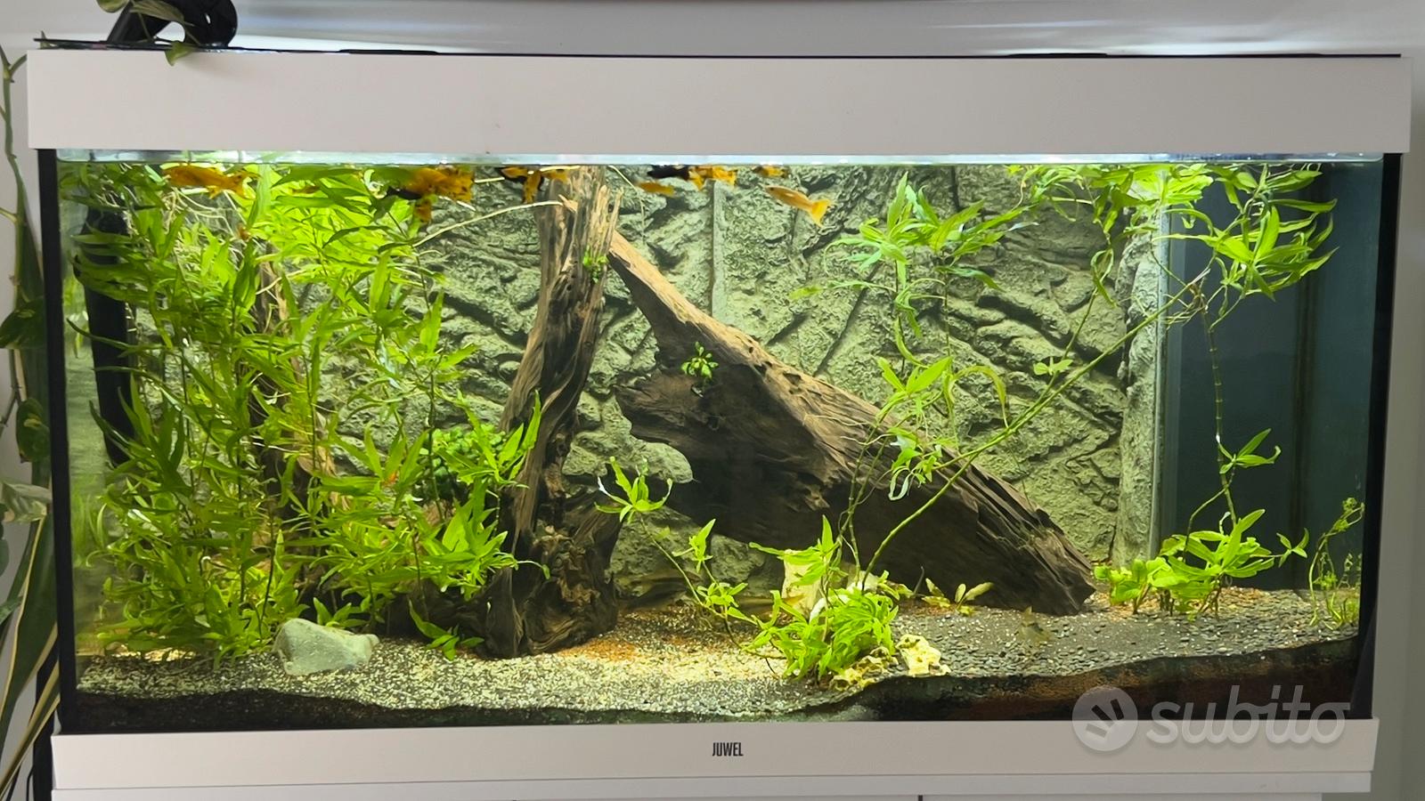 Acquario Juwell Rio 350 completo di tutto - Arredamento e Casalinghi In ...