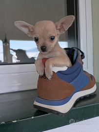 Chihuahua maschio crema