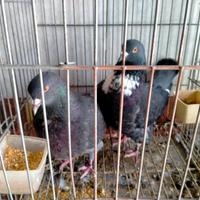 Tortore, colombe e colombine