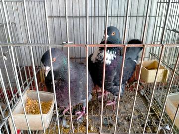 Tortore, colombe e colombine