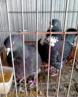 Tortore, colombe e colombine