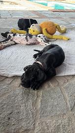 Cuccioli di Alano