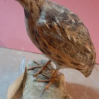 Quaglia in scultura di argilla e dimens. naturali