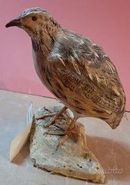 Quaglia in scultura di argilla e dimens. naturali