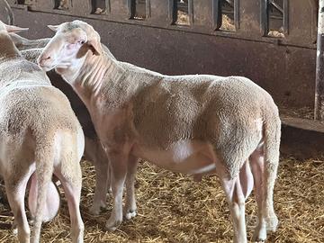 Vendita montoni Lacaune in provincia di Roma