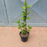 Pianta Leccio Quercus ilex in vaso h 20 - 25 cm