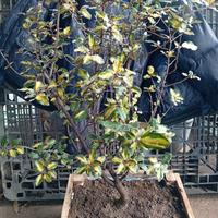 Prebonsai eleagnus