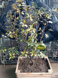 Prebonsai eleagnus
