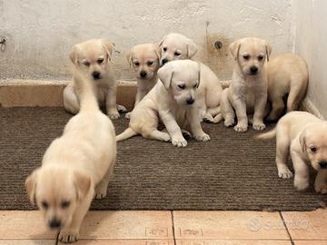Labrador cuccioli