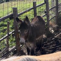 Asino di Martina Franca