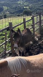 Asino di Martina Franca