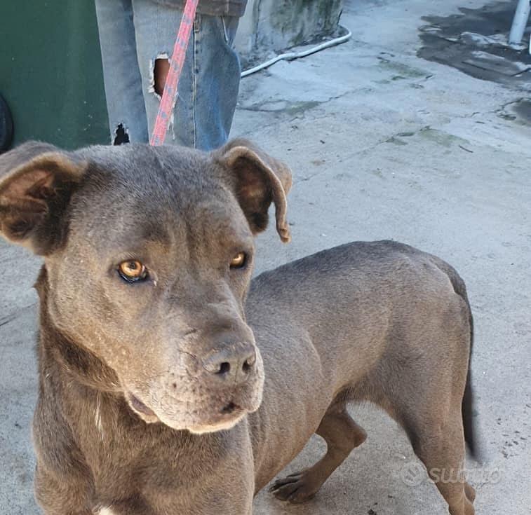 Monica cane corso in canile - Animali In regalo a Catania
