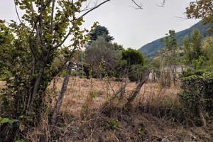Terreno agricolo