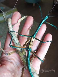 Uova achrioptera manga