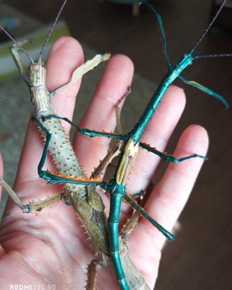 Uova achrioptera manga e phyllium giganteum