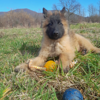 Pastore Belga Malinois