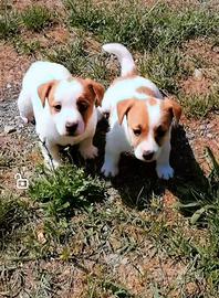 Cuccioli di jack Russell
