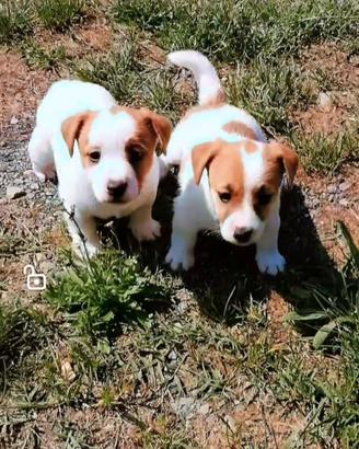 Cuccioli di jack Russell