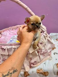 Chihuahua