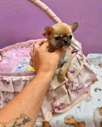 Chihuahua
