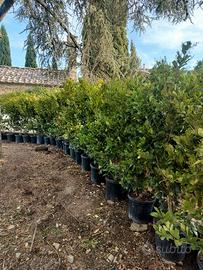 Piante da siepe
