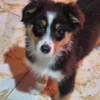 Cuccioli pastore australiano