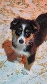 Cuccioli pastore australiano