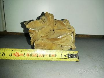 rosa del deserto 