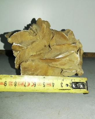 rosa del deserto 
