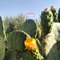 Terreno - Caltagirone