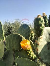 Terreno - Caltagirone