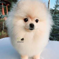 Splendido cucciolo di Spitz di Pomerania Mini Toy