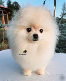 Splendido cucciolo di Spitz di Pomerania Mini Toy