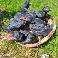 Corvi imperiali 2026