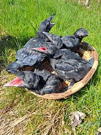 Corvi imperiali 2026