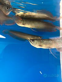 Arowana silver 17cm