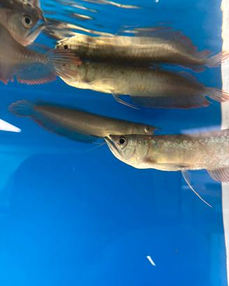 Arowana silver 17cm