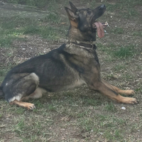 Pastore tedesco grigione