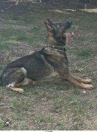 Pastore tedesco grigione