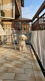 Barboncino toy per accoppiamento