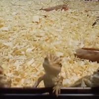 Drago barbuto pogona baby