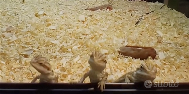 Drago barbuto pogona baby