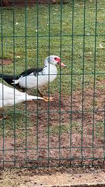 Coppia anatre mute