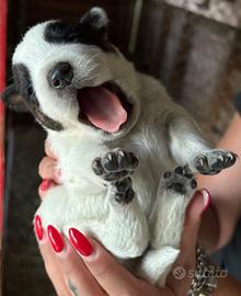 Cuccioli di Cattledog , Blue Heeler , Australian