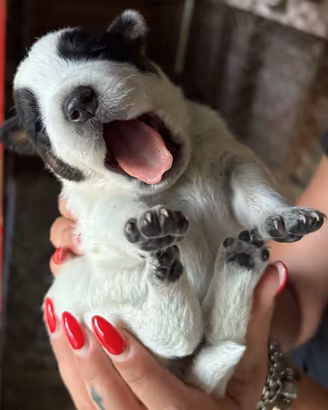 Cuccioli di Cattledog , Blue Heeler , Australian