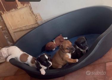 Staffordshire bull terrier