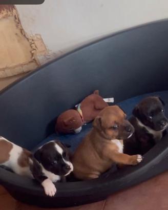 Staffordshire bull terrier