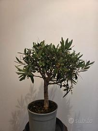 Prebonsai di olivo europero