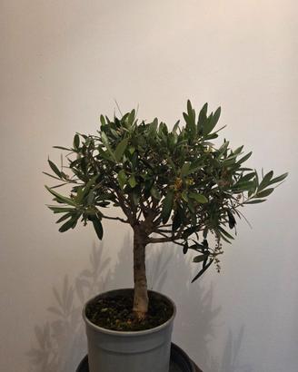 Prebonsai di olivo europero